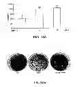 Fig. 19 - METHODS AND COMPOSITIONS FOR INHIBITING INTEGRINS USING TELLURIUM-CONTAINING COMPOUNDS