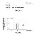 Fig. 21 - METHODS AND COMPOSITIONS FOR INHIBITING INTEGRINS USING TELLURIUM-CONTAINING COMPOUNDS