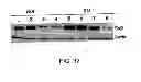 Fig. 36 - METHODS AND COMPOSITIONS FOR INHIBITING INTEGRINS USING TELLURIUM-CONTAINING COMPOUNDS