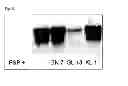 Fig. 23 - Synthetic peptides and peptide mimetics