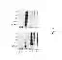 Fig. 24 - Method and composition for crystallizing G protein-coupled receptors