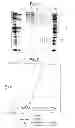 Fig. 02 - Modified chimeric polypeptides with improved pharmacokinetic properties