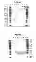 Fig. 06 - Modified chimeric polypeptides with improved pharmacokinetic properties
