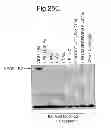 Fig. 44 - Modified chimeric polypeptides with improved pharmacokinetic properties