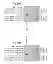 Fig. 45 - Modified chimeric polypeptides with improved pharmacokinetic properties