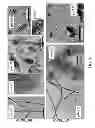 Fig. 07 - Metamaterial optical elements self-assembled on protein scaffolds