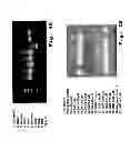 Fig. 05 - Immunosuppression compound and treatment method