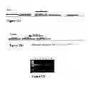 Fig. 15 - Immunosuppression compound and treatment method