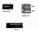 Fig. 16 - Immunosuppression compound and treatment method