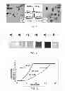 Fig. 02 - Bismuth particle X-ray contrast agents