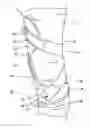 Fig. 01 - Orthopedic device and method for securing the same