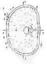 Fig. 05 - Dressing assemblies for wound treatment using reduced pressure