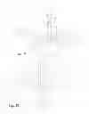 Fig. 12 - Fenestrated bone screw and method of injecting bone cement into bone structure