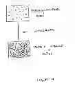 Fig. 12 - Device, Composition and Method for Prevention of Bone Fracture and Pain
