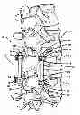 Fig. 01 - EXPANDABLE SPINAL RODS AND METHODS OF USE