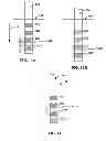 Fig. 11 - Target therapy delivery site selection