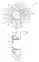 Fig. 24 - Devices and methods for coronary sinus pressure relief
