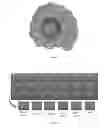 Fig. 07 - Digital Media Objects, Digital Media Mapping, and Method of Automated Assembly