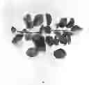 Fig. 02 - Apricot tree named 'NJA151'