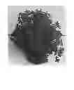 Fig. 02 - Azalea plant named 'Roblev'