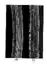 Fig. 01 - HIGH PERFORMANCE TYRE FOR VEHICLE WHEELS