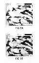 Fig. 05 - Degradable ball sealer