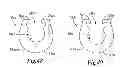 Fig. 16 - Upright protector