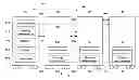Fig. 01 - System and method for determining order of vehicles