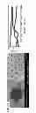 Fig. 13 - SILICON-BASED ELECTRODE FOR A LITHIUM-ION CELL
