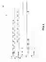 Fig. 04 - Apparatuses and methods for controlling a clock signal provided to a clock tree