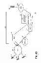Fig. 04 - Wirespeed TCP session optimization for networks having radio segments