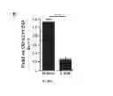 Fig. 16 - Methods and compositions for modulation of Olfml3 mediated angiogenisis
