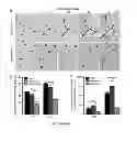 Fig. 18 - Methods and compositions for modulation of Olfml3 mediated angiogenisis