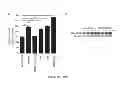 Fig. 23 - Methods and compositions for modulation of Olfml3 mediated angiogenisis