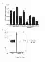 Fig. 25 - Methods and compositions for modulation of Olfml3 mediated angiogenisis