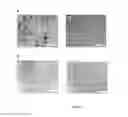 Fig. 05 - Targeting of bone marrow neovasculature