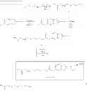 Fig. 33 - Compositions and Methods for in Vivo Imaging