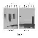 Fig. 07 - Compositions and methods for detection and treatment of cancer