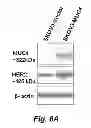 Fig. 09 - Compositions and methods for detection and treatment of cancer