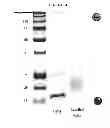 Fig. 32 - BIFUNCTIONAL PHOSPHONATE CHELATING AGENTS