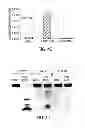 Fig. 08 - Oligonucleotide-based probes for detection of bacterial nucleases