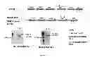 Fig. 05 - Listeria-based adjuvants