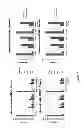 Fig. 11 - Listeria-based adjuvants