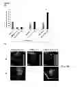 Fig. 05 - METHOD OF REDUCING MULTI-DRUG RESISTANCE USING INOSITOL TRIPYROPHOSPHATE