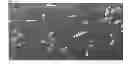 Fig. 03 - NUTRITIONAL COMPOSITIONS CONTAINING A NEUROLOGIC COMPONENT AND USES THEREOF
