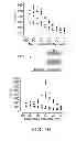 Fig. 09 - Modulation of bio-electrical rhythms via a novel engineering approach