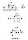 Fig. 07 - Structural mutations in titin cause dilated cardiomyopathy