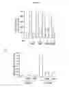 Fig. 06 - COMPOSITIONS AND METHODS FOR INHIBITING TUMOR DEVELOPMENT CAUSED BY CHEMOTHERAPY INDUCED SENESCENCE