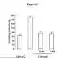Fig. 07 - COMPOSITIONS AND METHODS FOR INHIBITING TUMOR DEVELOPMENT CAUSED BY CHEMOTHERAPY INDUCED SENESCENCE