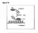 Fig. 02 - TECHNIQUES FOR PREDICTING, DETECTING AND REDUCING ASPECIFIC PROTEIN INTERFERENCE IN ASSAYS INVOLVING IMMUNOGLOBULIN SINGLE VARIABLE DOMAINS